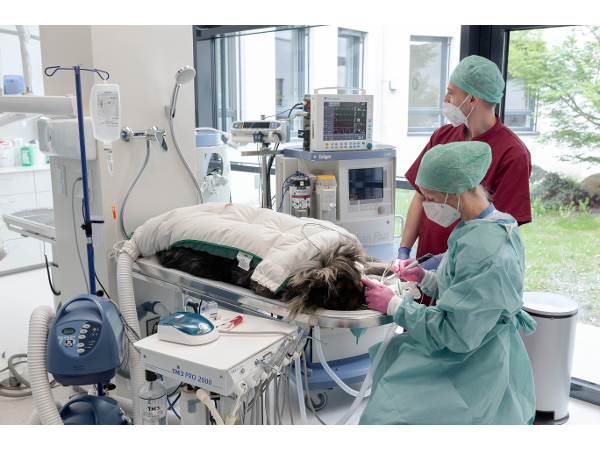 Bild 7 von Tierklinik Sattledt