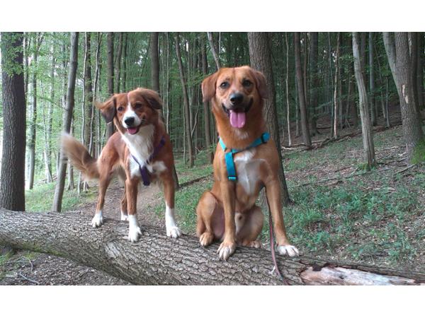 Bild 5 von Traumhund - Faires Hundetraining für einen harmonischen Alltag