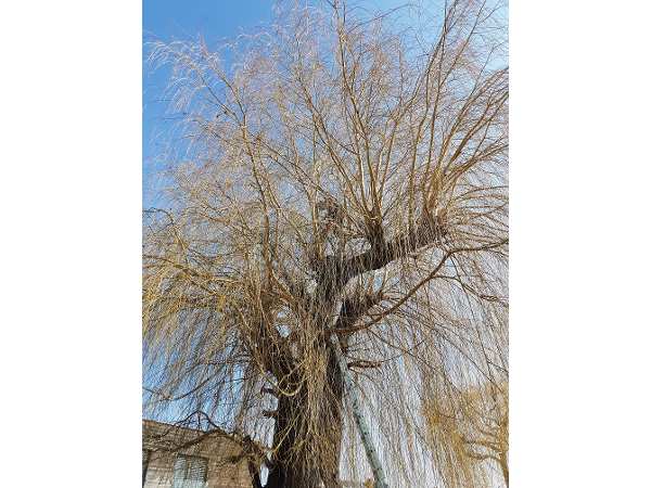 Bild 6 von Gartengestaltung Lechner