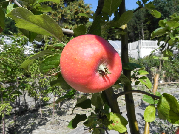 Bild 3 von Maly Gartengestaltung GmbH & Co KG