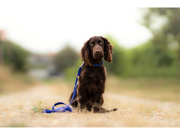 Bild 4 von Luxery Dogs