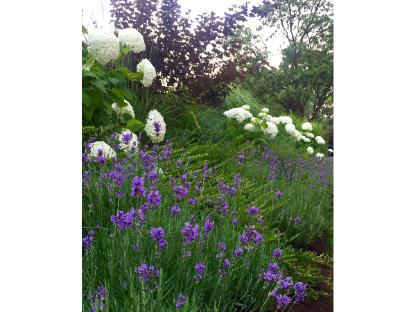 Bild 8 von Gartenreich Monika Schüttengruber