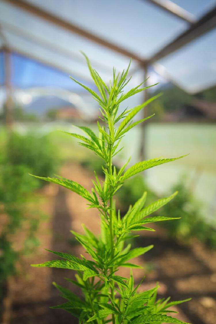 Vorschau - Foto 2 von Green Horizon - Hanfprodukte aus eigenem Anbau | Cannabis Stecklinge | CBD Shop Vorarlberg | HHC Shop | Growshop | Headshop
