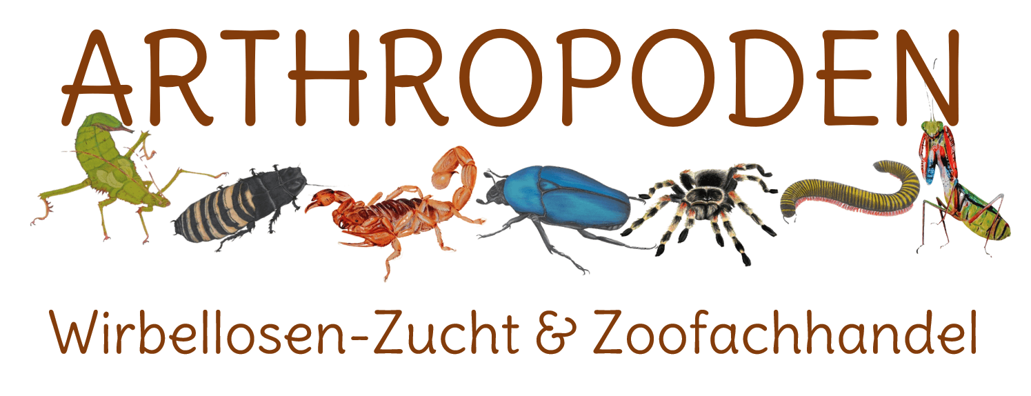 Vorschau - Foto 2 von Arthropoden e.U.
