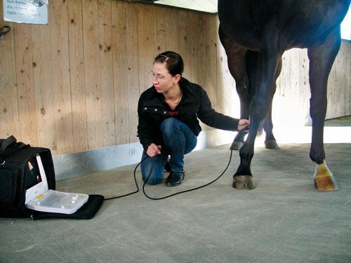 Vorschau - Foto 3 von Mobile Pferdepraxis, Pferdestation und Kleintierpraxis Dr. Kaufmann Verena