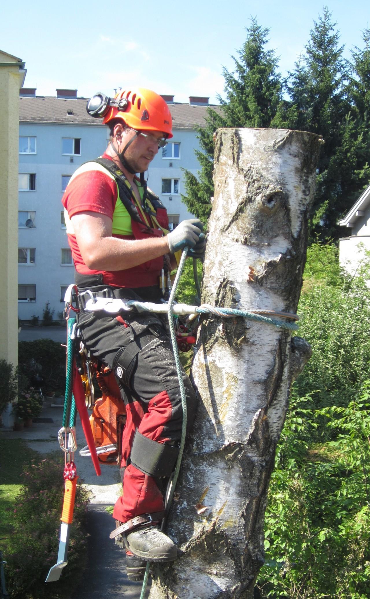 Vorschau - Foto 2 von Michael Gruber Baumpflege & Dienstleistungen