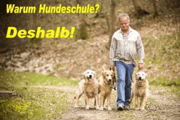 Vorschau - Foto 1 von Chiemgauer Hundeschule - Wir machen Hausbesuche !
