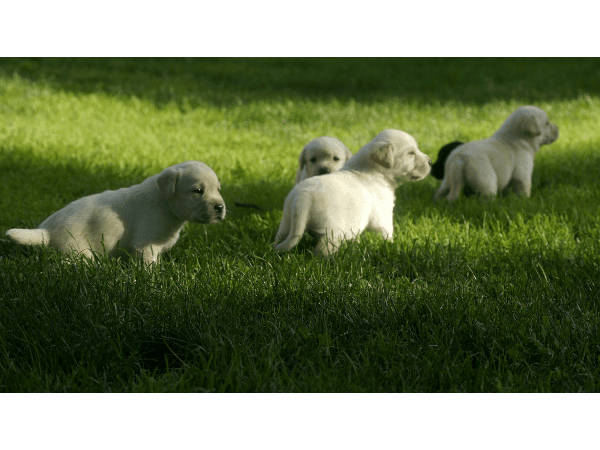 Vorschau - Foto 1 von Labradorzucht vom Wolfgangsee FamilieScheutz