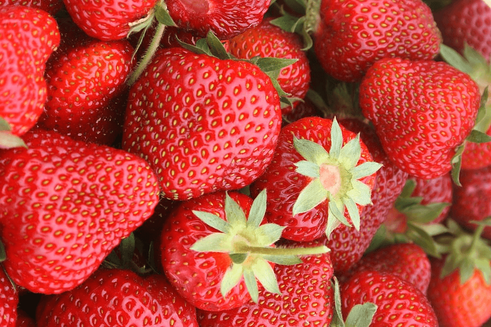Vorschau - Foto 4 von Wurzers Erdbeeren, Heidelbeeren & Kürbishof