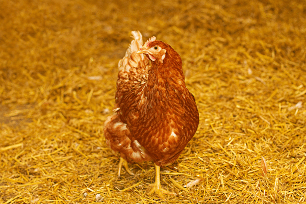 Vorschau - Foto 4 von Frische Eier Gausterer