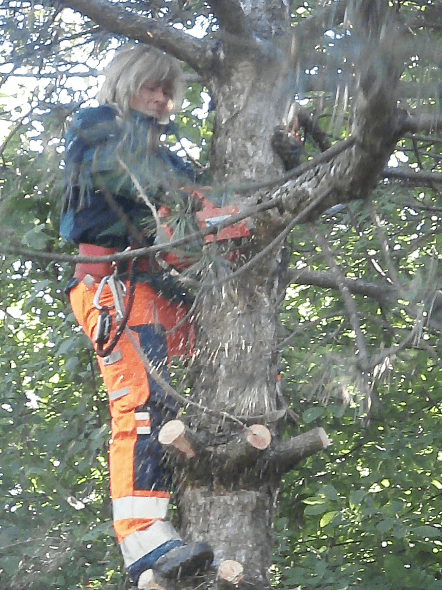 Vorschau - Foto 2 von Forst- und Gartenarbeiten Glück