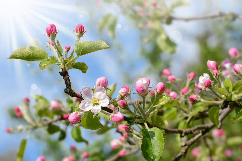 Checkliste Garten
