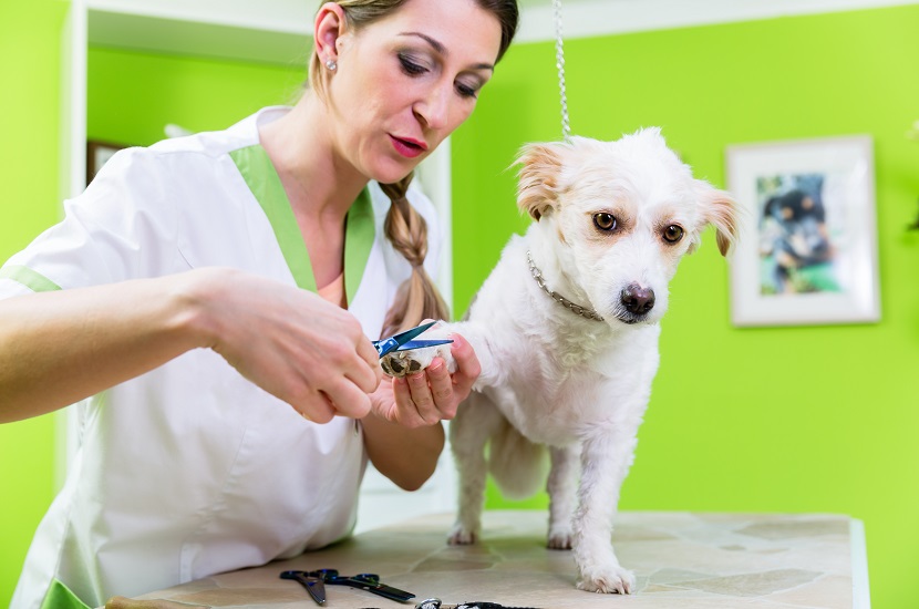 Hundesalon