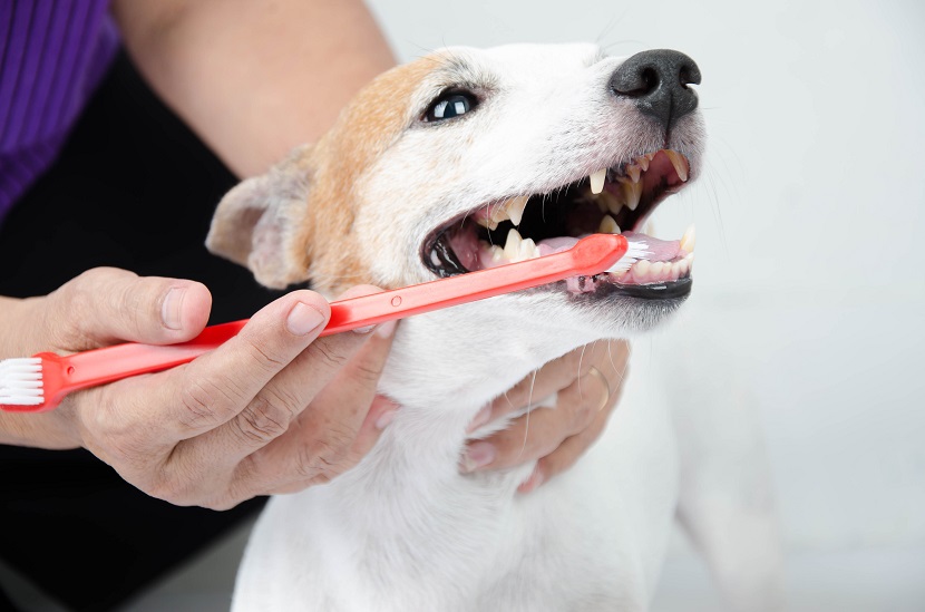 Hundesalon