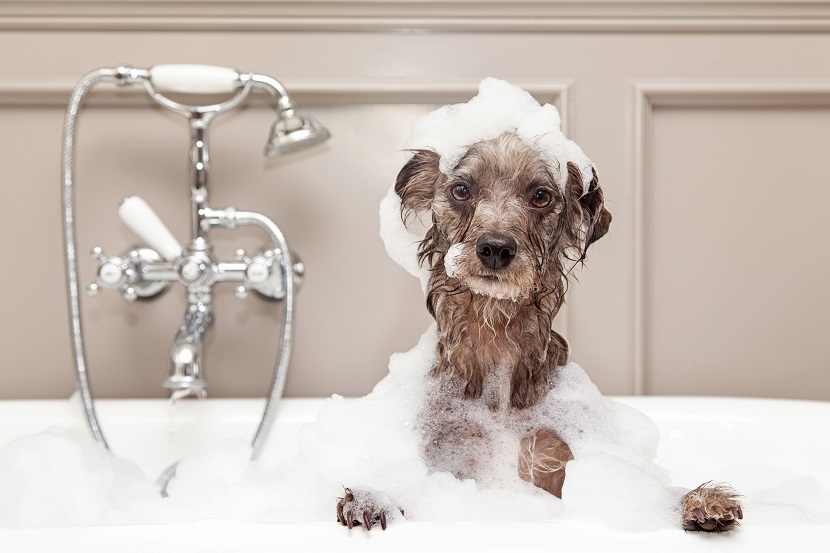 Hundesalon