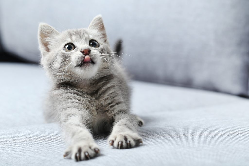 Hochwertiges Katzenfutter
