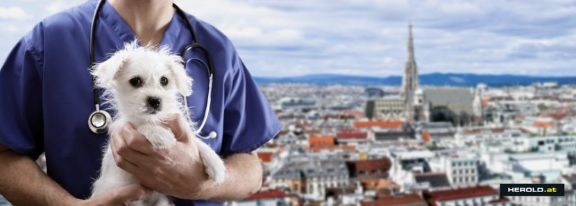 Tierarzt Notdienst Wien