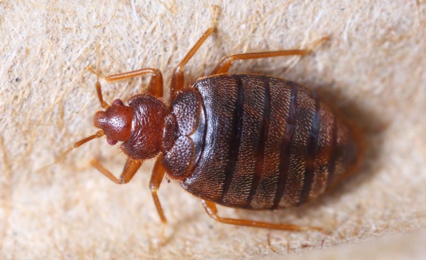 Bettwanzen erkennen, Menschen, Insekten, Bettwanze