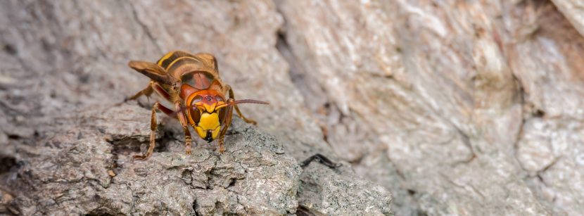 Hornissennest Entdeckt Hornissen Sicher Vertreiben Herold At