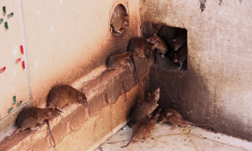 Rattenbekämpfung, Schädlingsbekämpfung, Ratten vertreiben