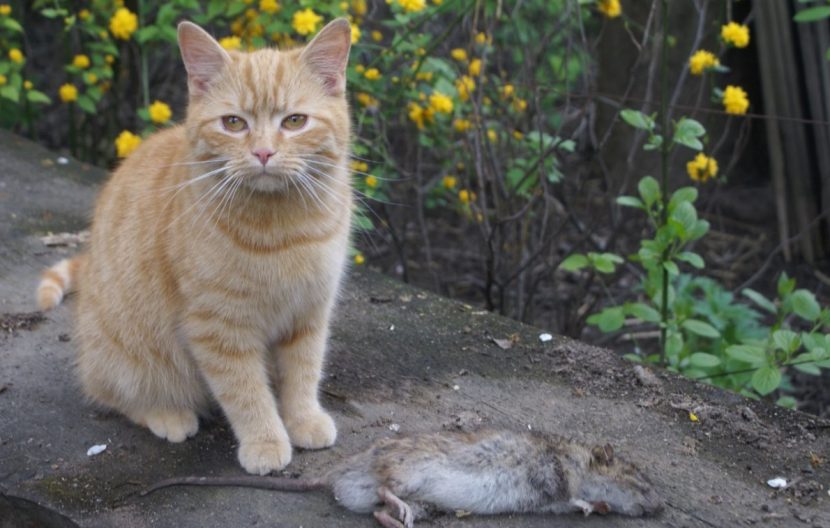 Rattenbekämpfung, Schädlingsbekämpfung, Ratten vertreiben