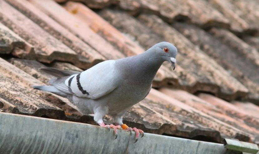 Tauben vertreiben, Taubenabwehr, Tauben töten, Tauben am Balkon
