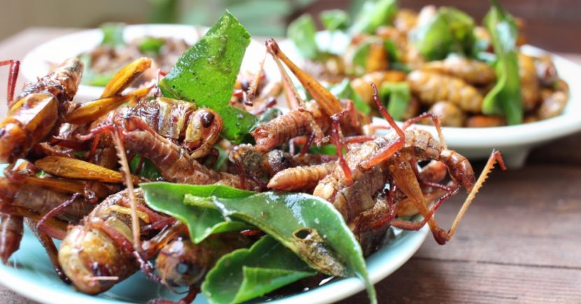 Insekten essen in Wien.