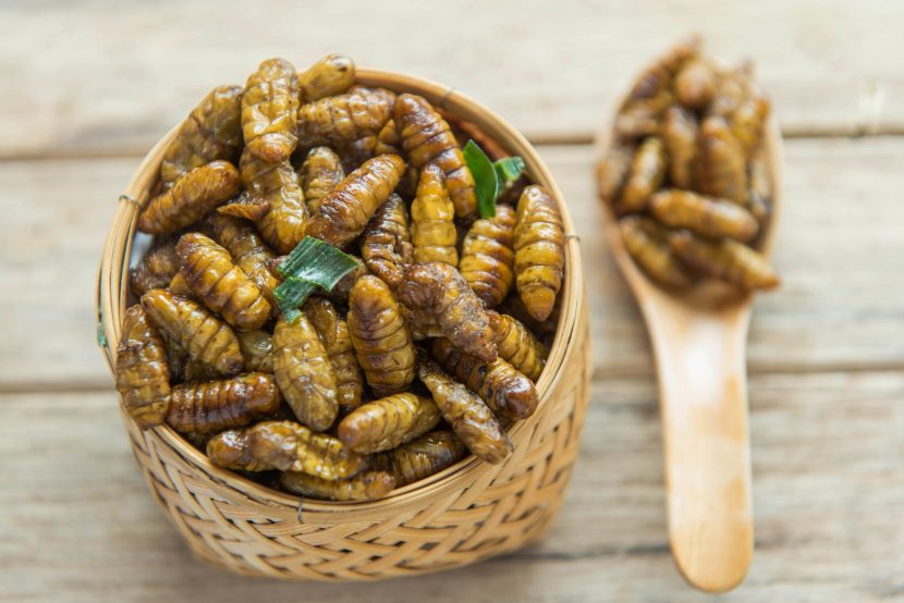 Insekten essen