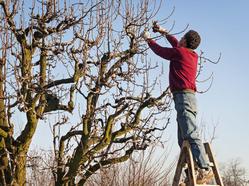 Obstbaum schneiden
