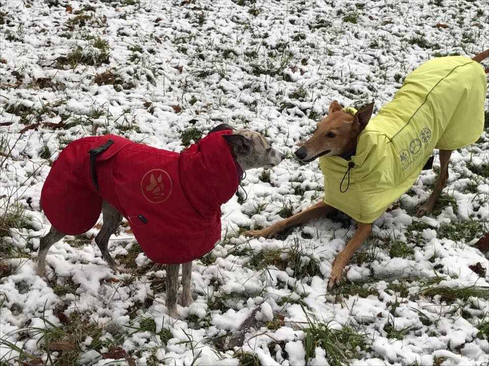 Hundebekleidung für Windhunde