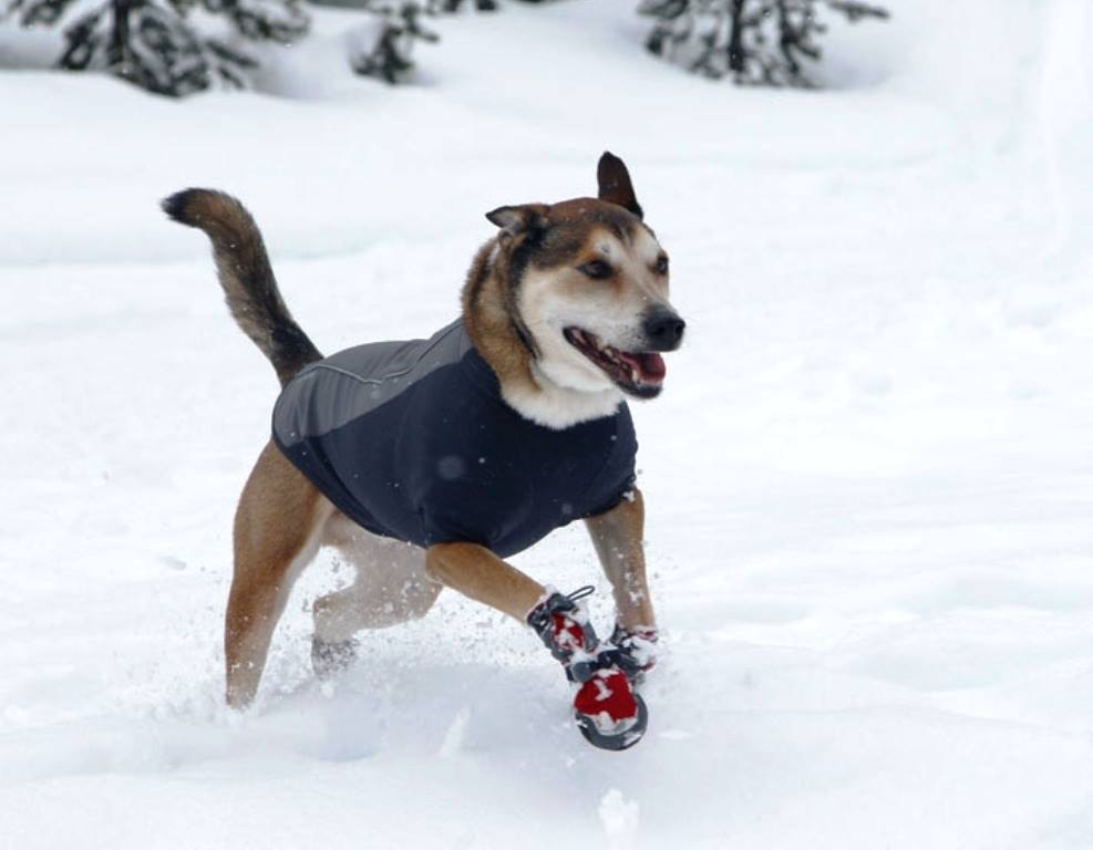 Hundebekleidung - Hundeschuhe als Schutz gegen Salz, Schnee und Eis