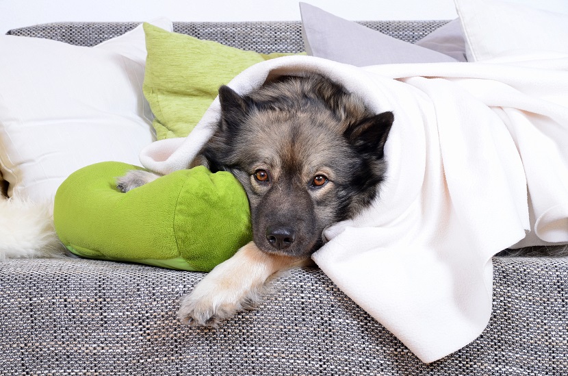 Hundekrankenversicherung