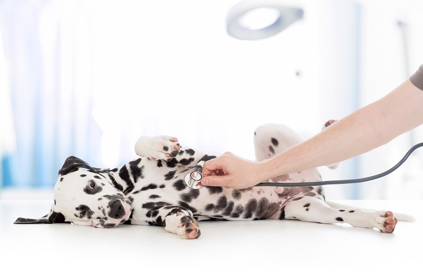 Hundekrankenversicherung