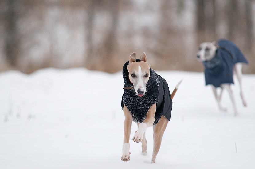 Hundebekleidung