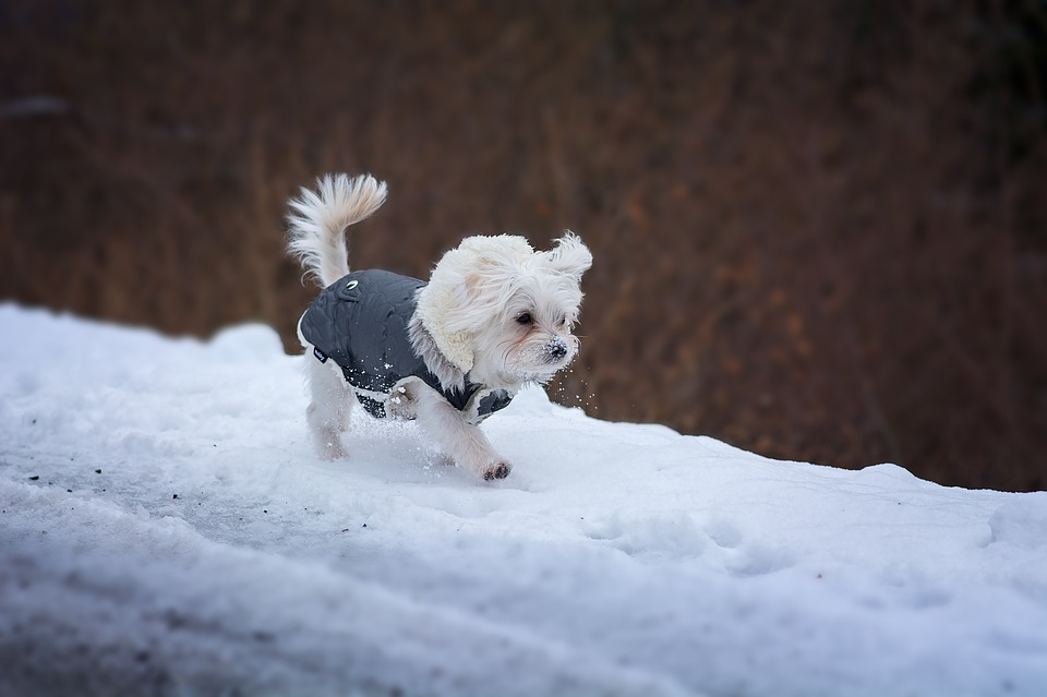 Hundebekleidung für kleine Hunde