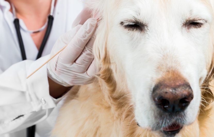 Ohrmilben Bei Katzen Hunden Symptome Erkennen Heroldat