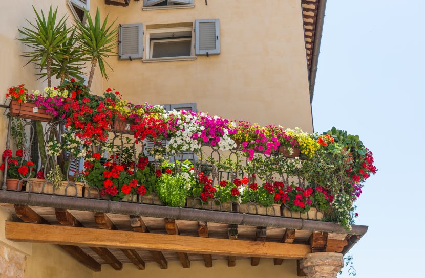 Balkonblumen