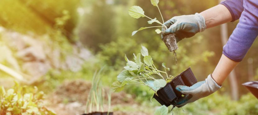 Garten anlegen, Garten gestalten