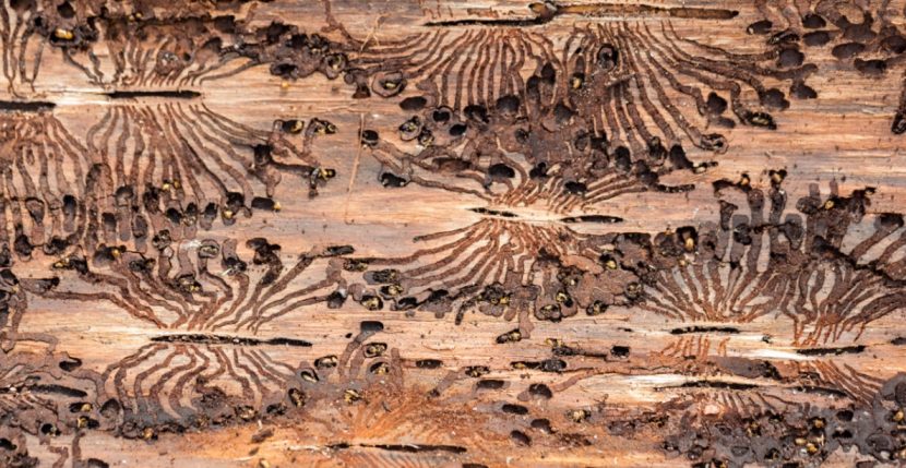 Holzwurm, Holzwurmbekaempfung