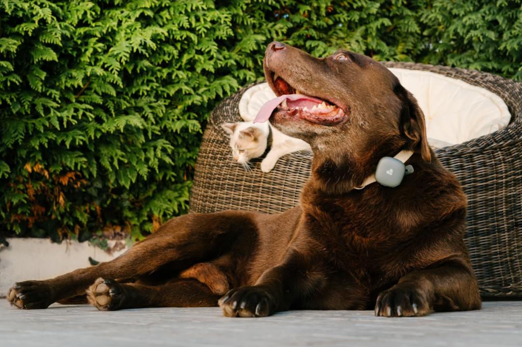 GPS Tracker für Hunde und Katzen