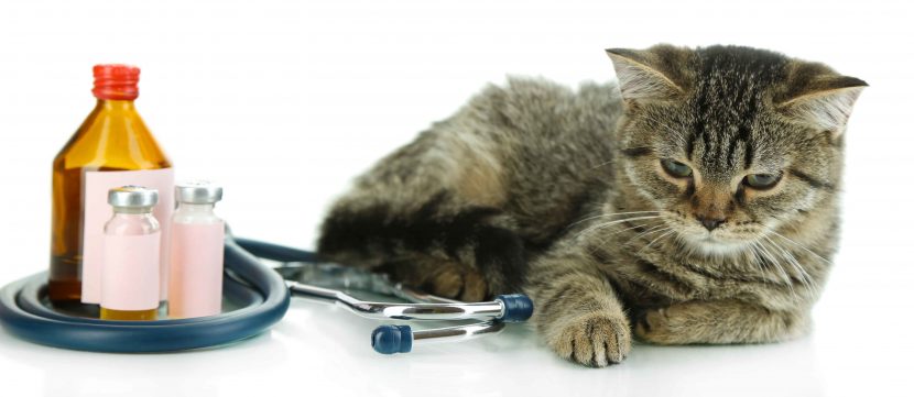 Deine Katze niest? Die 10 häufigsten Katzenkrankheiten