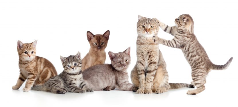 Katzenkrankheiten, Katze niest
