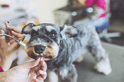 Kleiner Schnauzer, dessen Fell im Hundesalon geschnitten wird. Hundefriseur Wien.