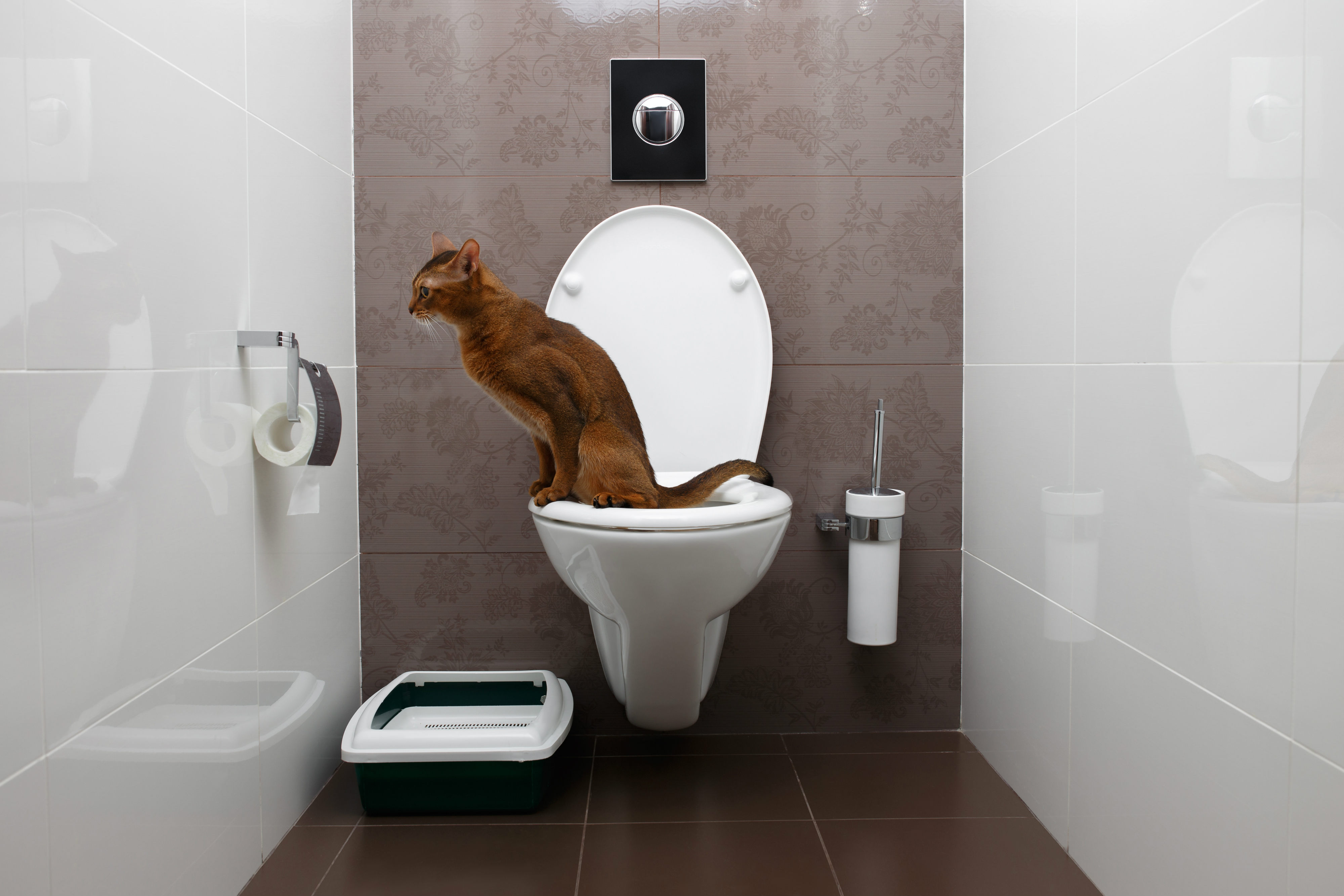 Moderne Toilette Was sie aus? HEROLD.at