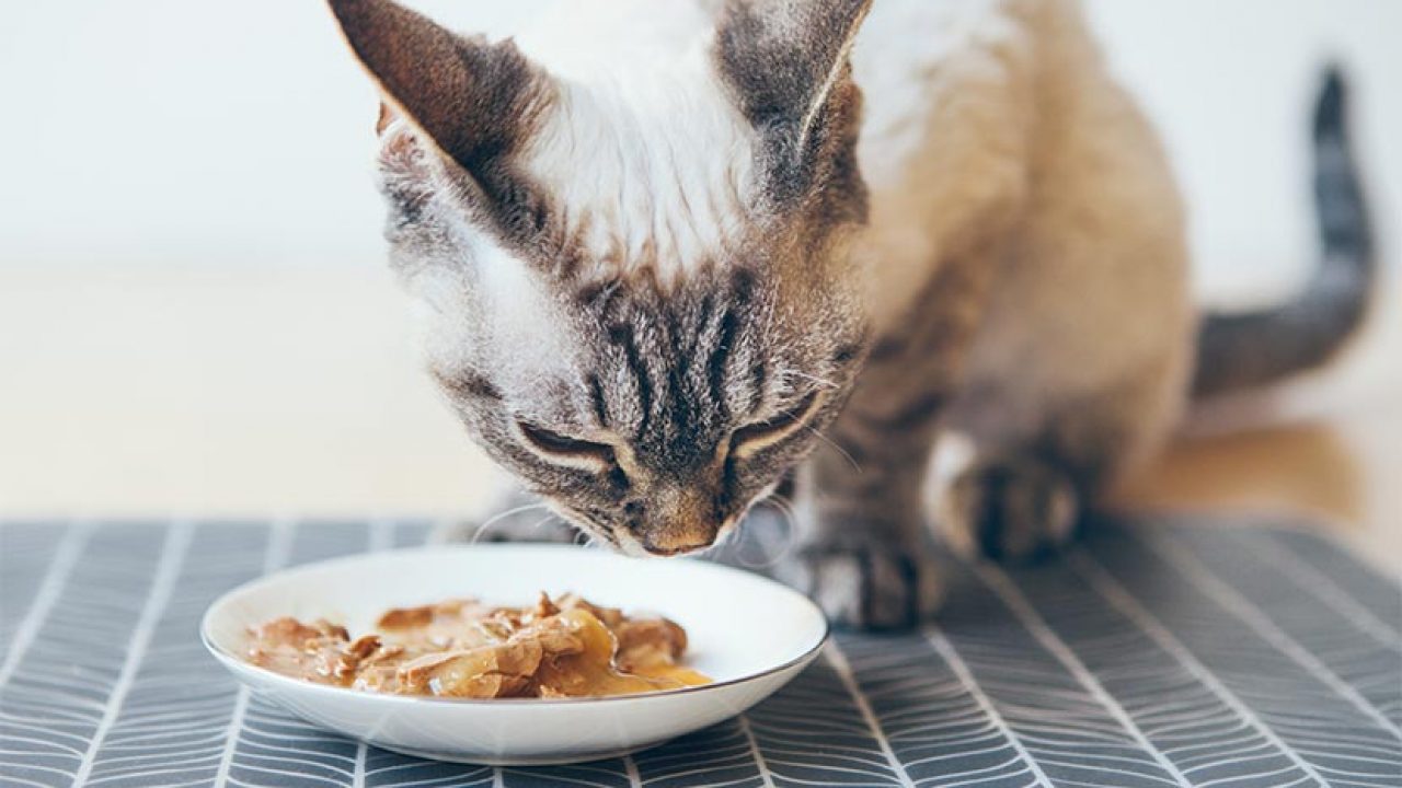 Diätfutter Katzen Test