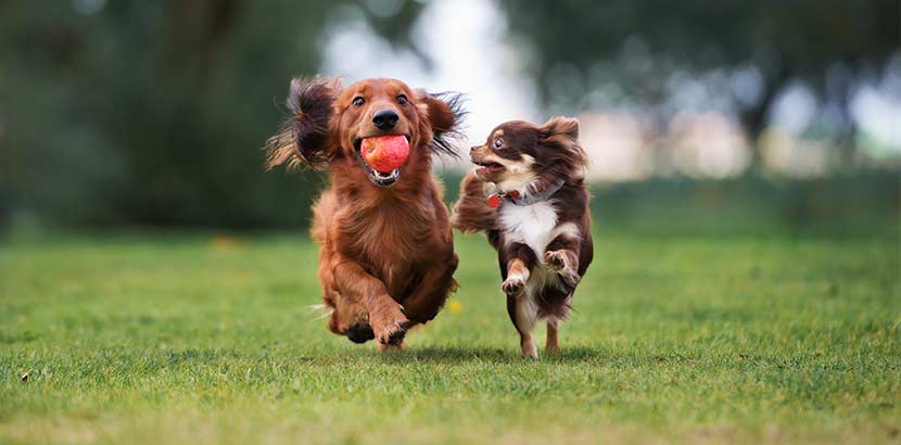 Tierpension für Hunde