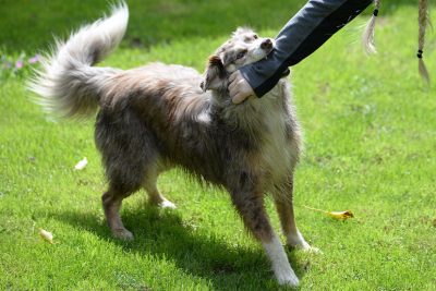 Mittelgroßer Hund, der in den Arm einer jungen Frau beißt. Hundebiss, was tun?