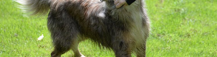 Mittelgroßer Hund, der in den Arm einer jungen Frau beißt. Hundebiss, was tun?