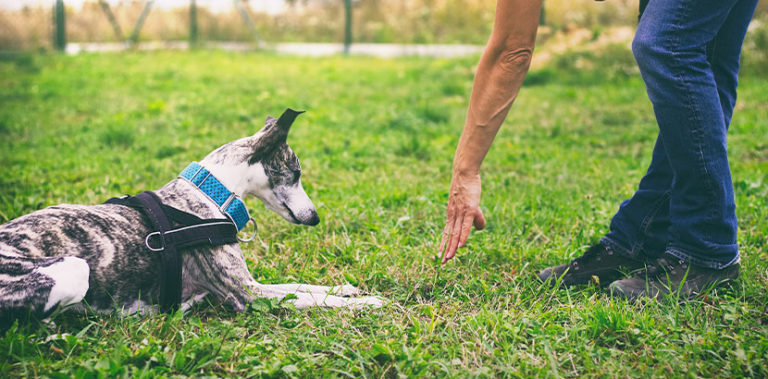 Hundebiss - was tun? Von Arztbesuch bis Schadenersatz - HEROLD.at