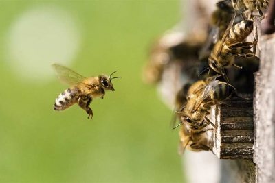 Insektengiftallergiker